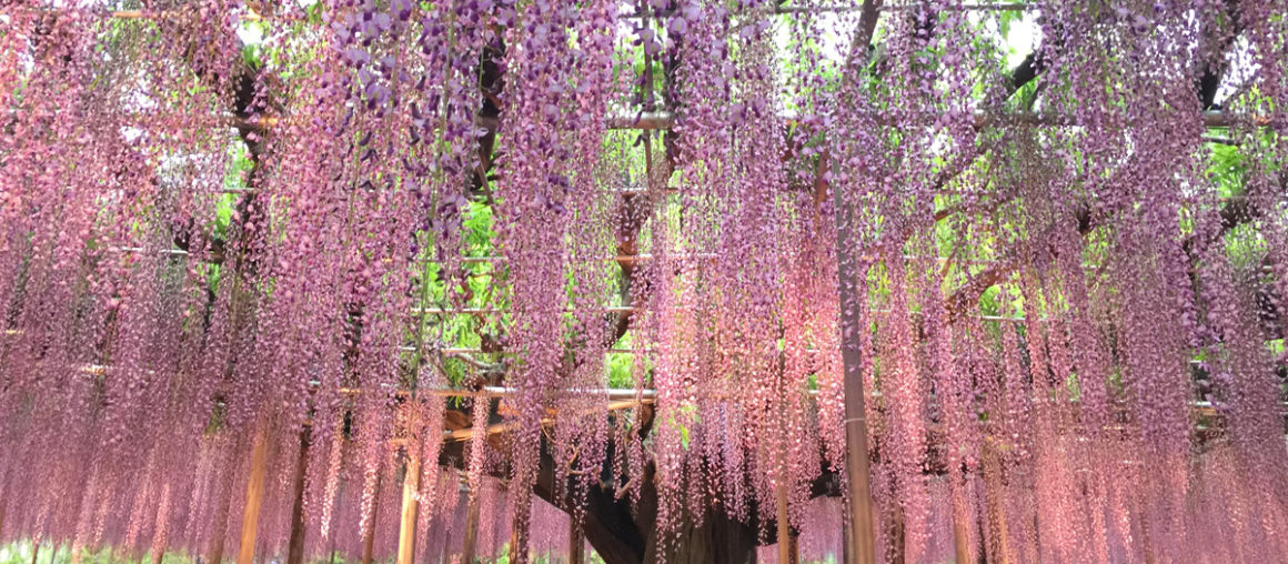 足利紫藤.浪漫粉蝶花海.賞櫻六日