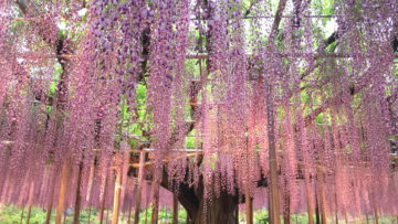 足利紫藤.浪漫粉蝶花海.賞櫻六日