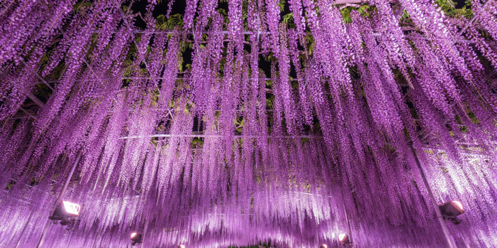 足利花卉公園紫藤