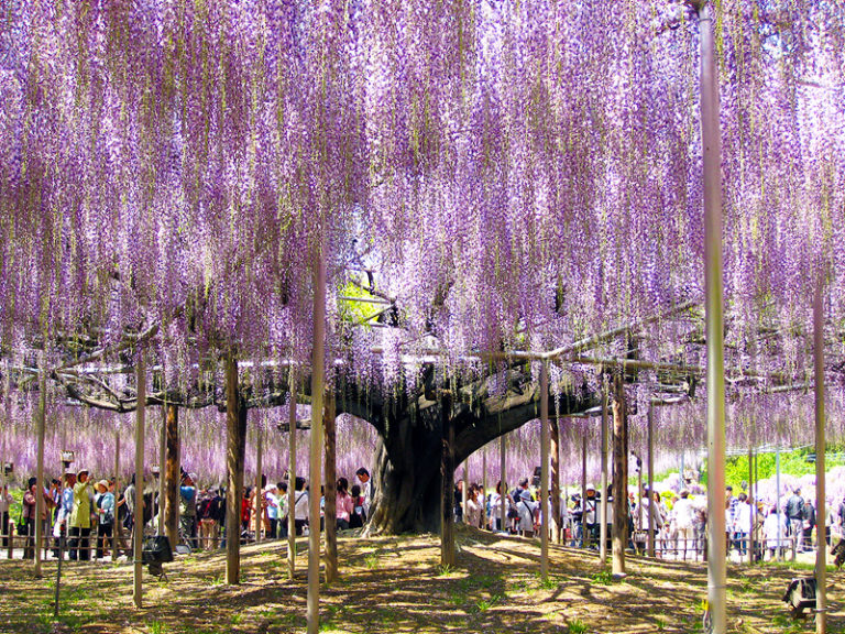 足利花卉公園紫藤