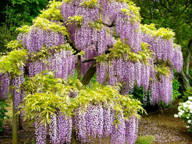 足利花卉公園紫藤