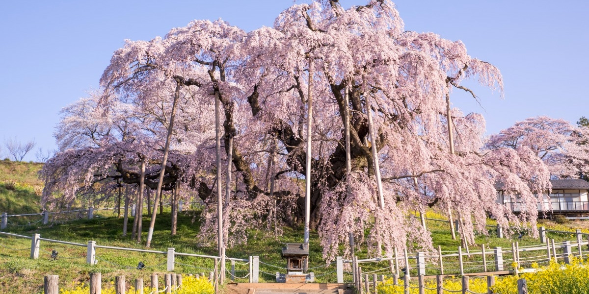 三春滝桜