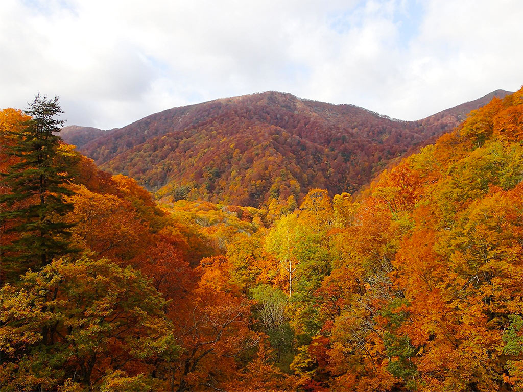青森白神山地