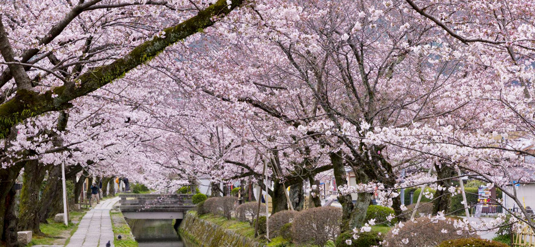 關西賞櫻 大阪.京都花語漫步六日遊