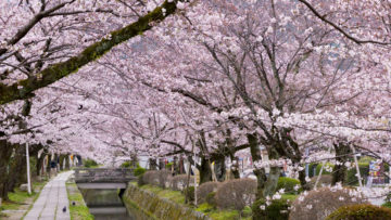 關西賞櫻 大阪.京都花語漫步六日遊