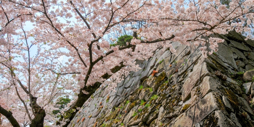 盛岡城跡賞櫻