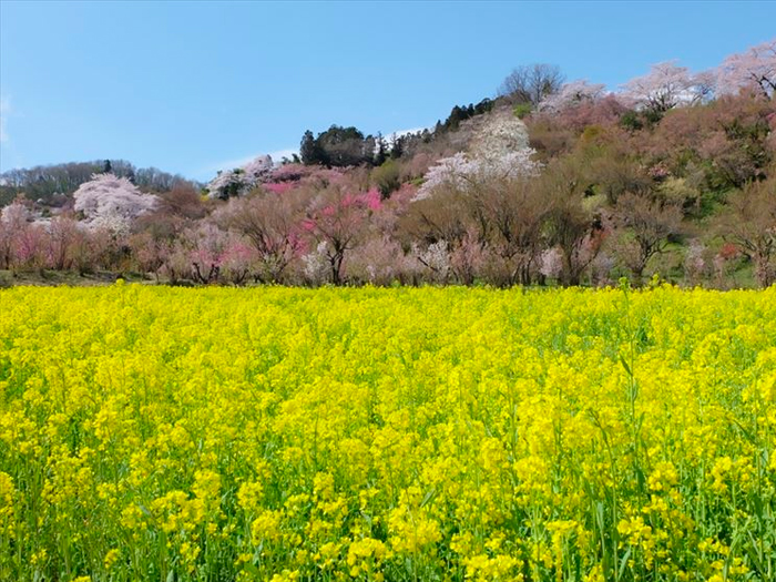 花見山公園