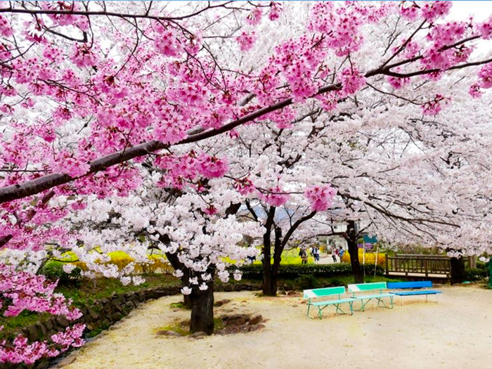 花見山公園