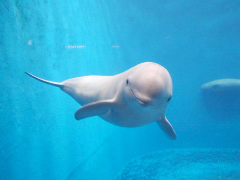 鳥羽水族館