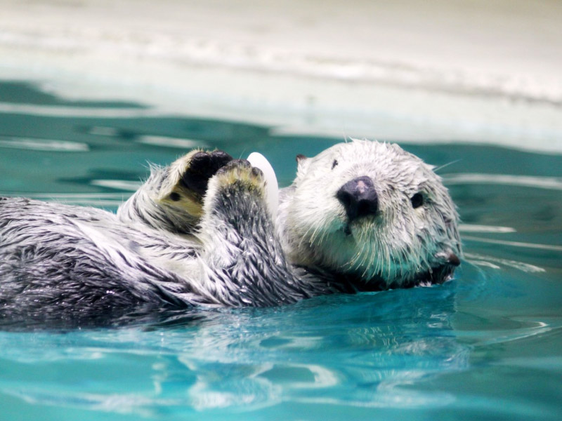 鳥羽水族館