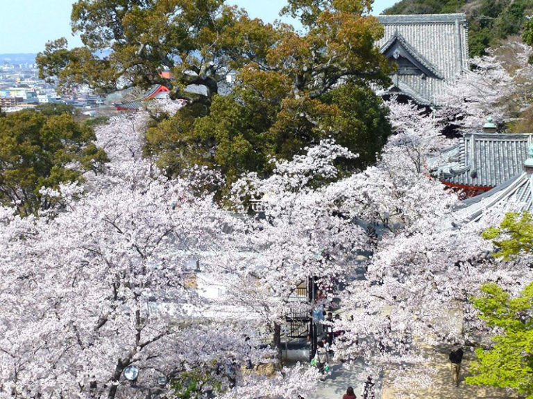 紀三井寺櫻花