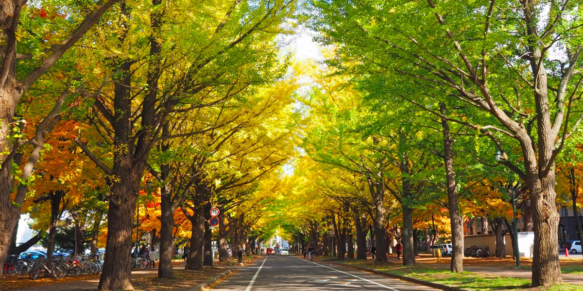 北海道大學