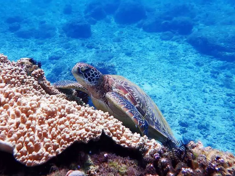 小琉球 浮潛