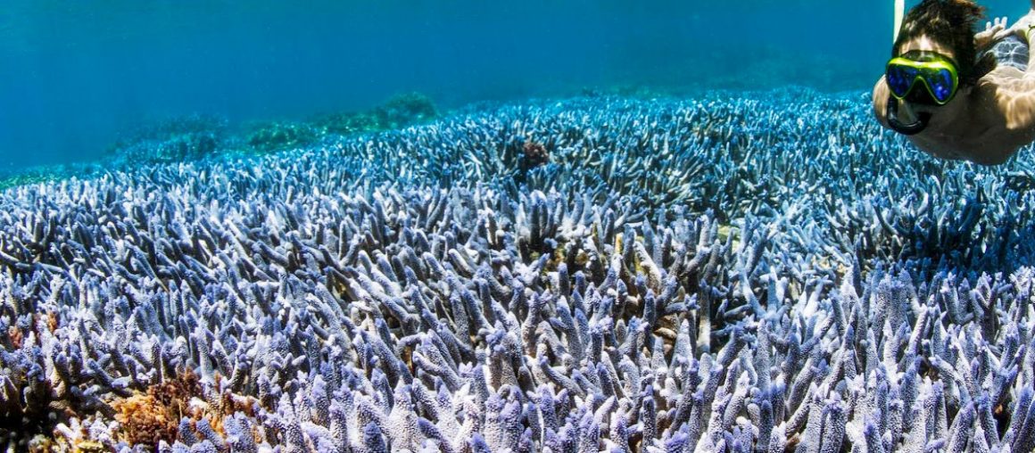 東吉嶼浮潛 . 海底薰衣草1日