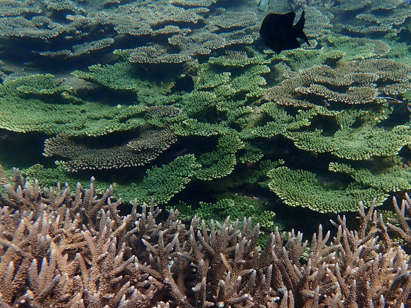 澎湖 浮潛