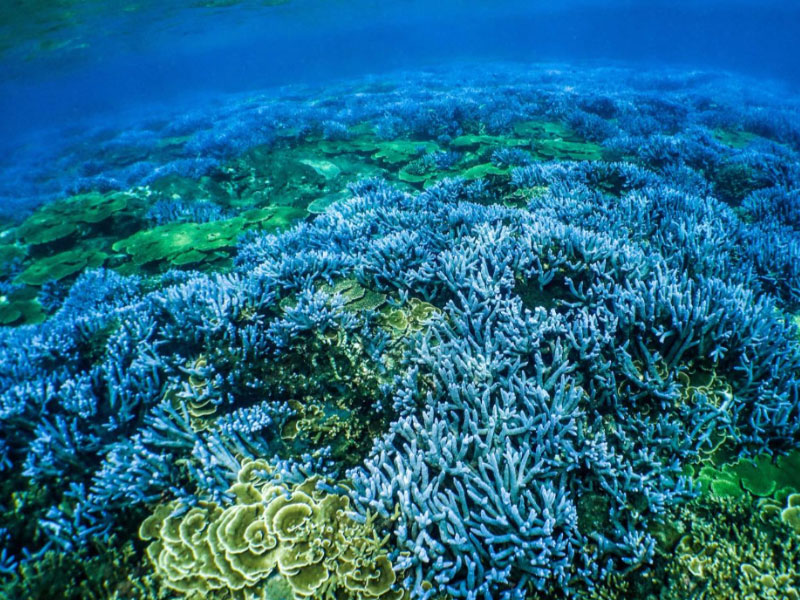 澎湖 浮潛