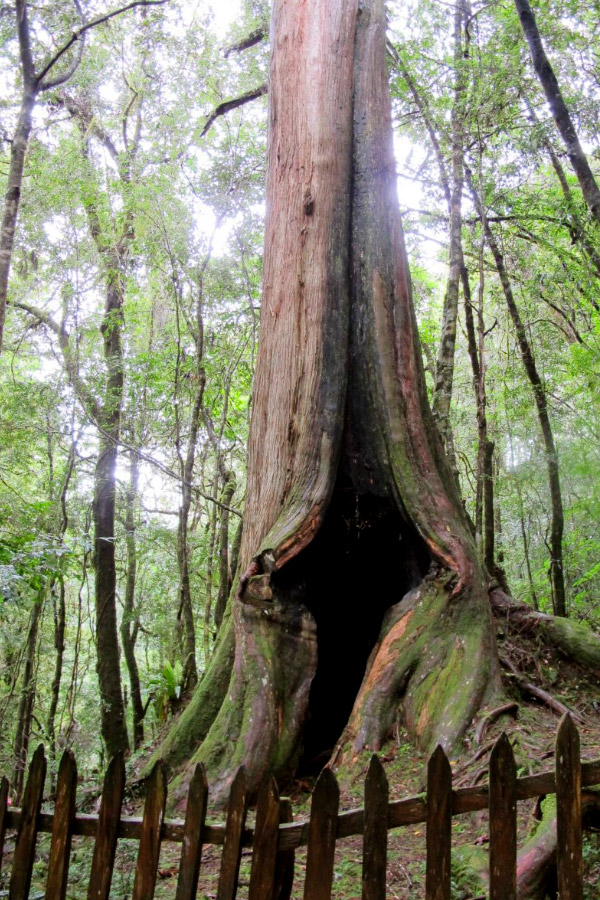 鎮西堡神木