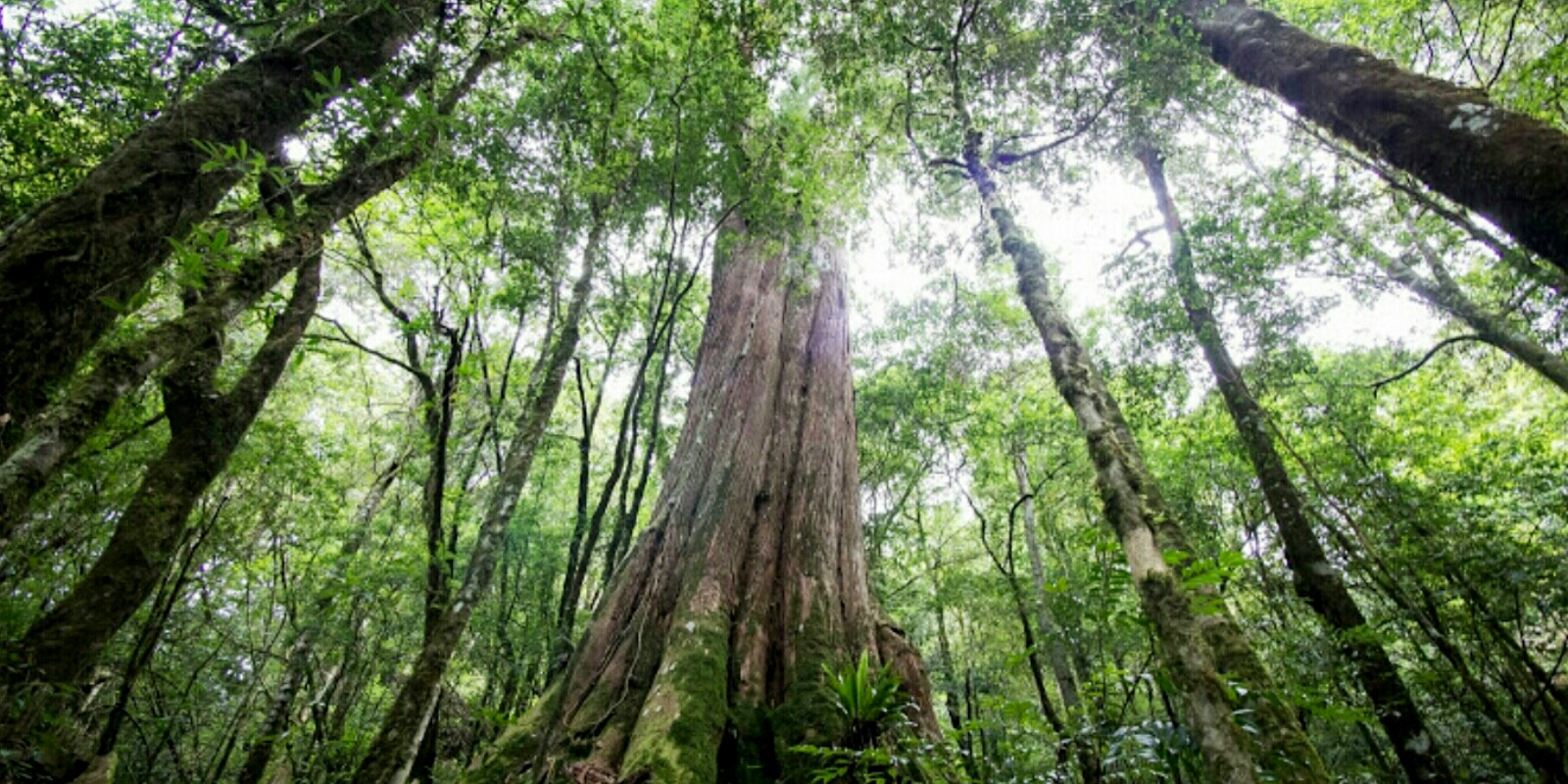 鎮西堡 神木