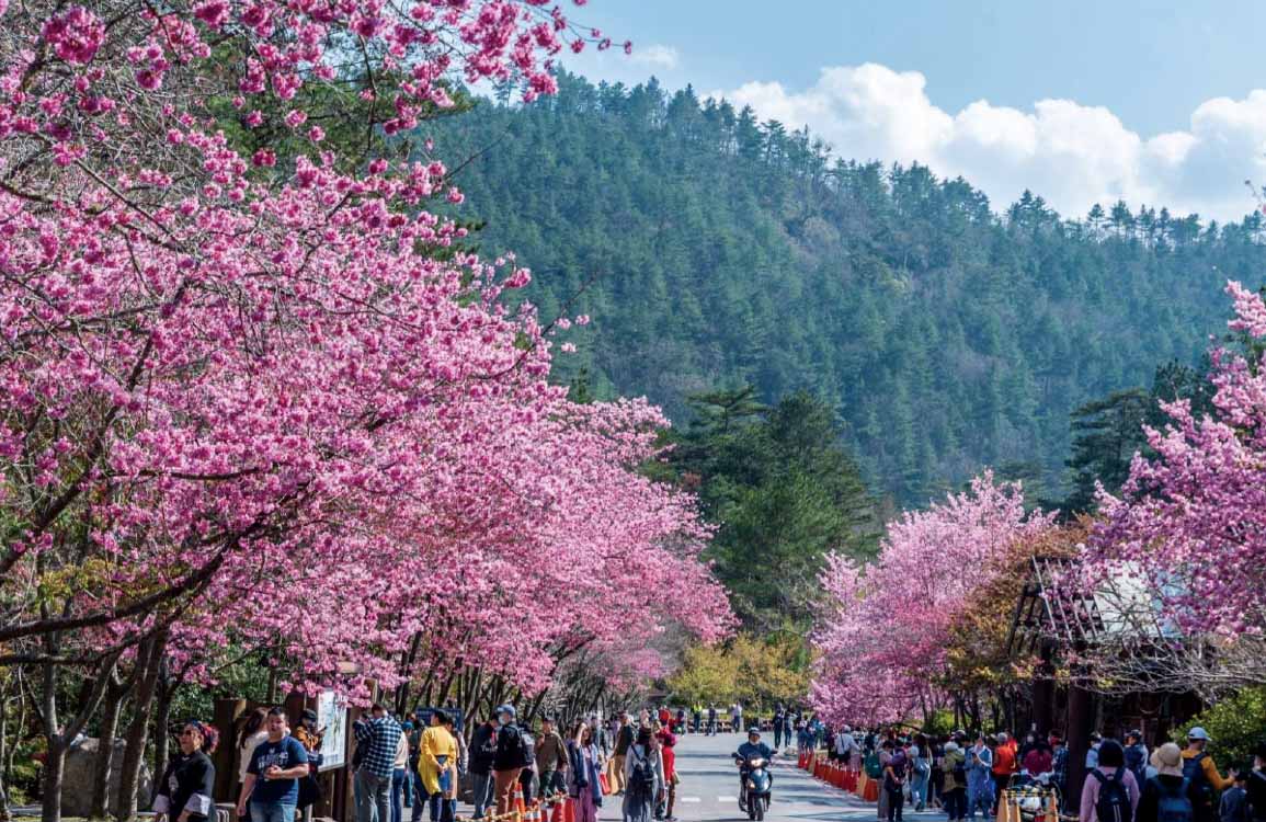 福壽山千櫻園賞櫻