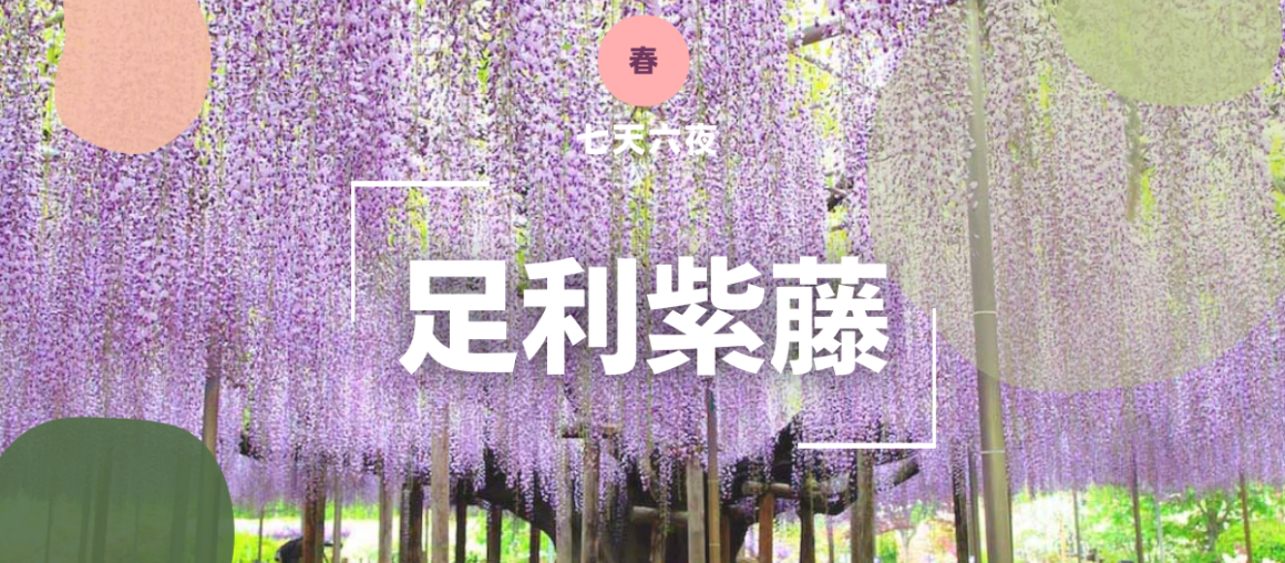 芝櫻.粉蝶花海.足利紫藤.浪漫賞花七日