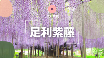 芝櫻.粉蝶花海.足利紫藤.浪漫賞花七日