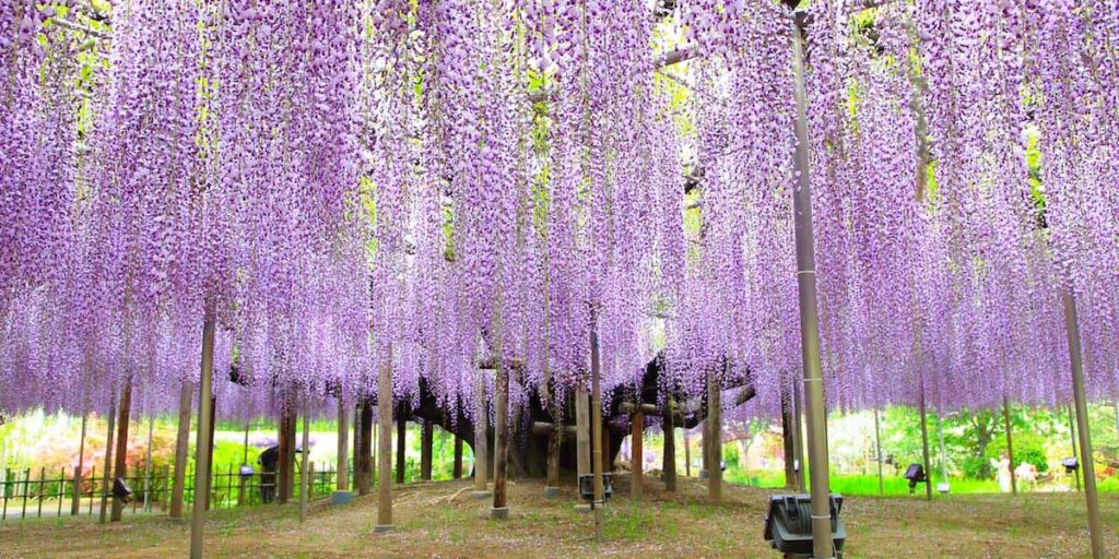 足利花卉公園紫藤