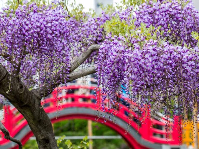 龜戶天神社